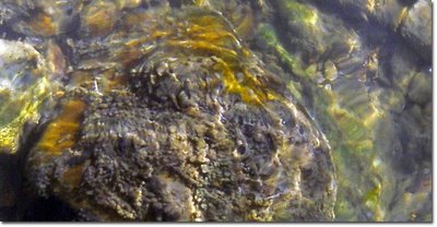 La alga Didymosphenia geminata, ataca de nuevo